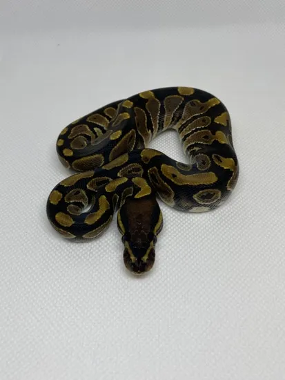 Normal 50% Het Pied Ball Python by Evada Pythons