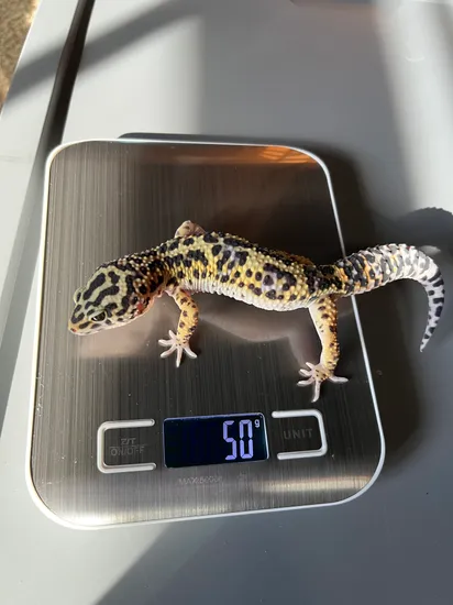 Albino X Mack Snow Leopard Gecko by EP_Exotixs