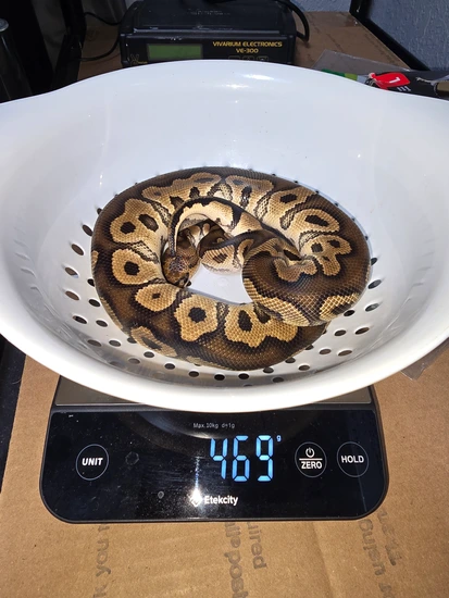 Clown Het Dg MAKE OFFER Ball Python by Multi-Morph Exotics