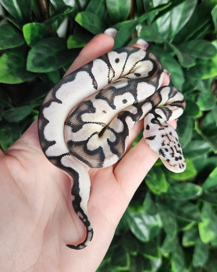 CB25 Pastel Axanthic Clown Het Desert Ghost Ball Python by Eve's ...