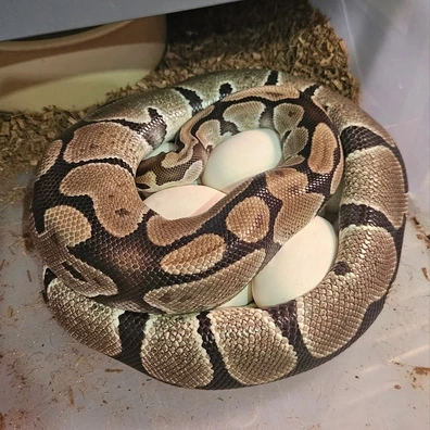 Normal Triple Het Axanthic Desert Ghost Albino Ball Python - female for sale from Eve's Temptations Royal Pythons