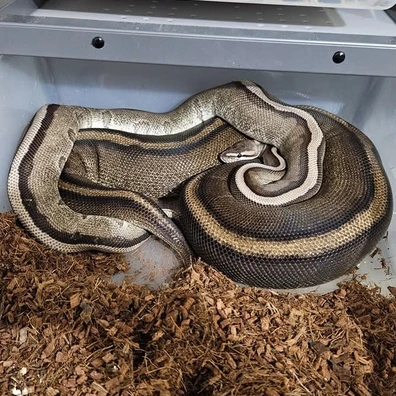2022 Genetic Stripe Het Axanthic Ball Python - female for sale from Eve's Temptations Royal Pythons