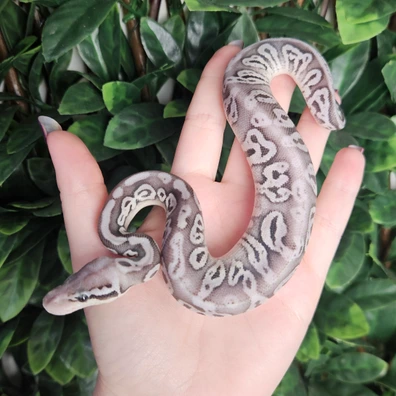 Black Pewter Axanthic Double Het Desert Ghost Clown Ball Python - male for sale from Eve's Temptations Royal Pythons