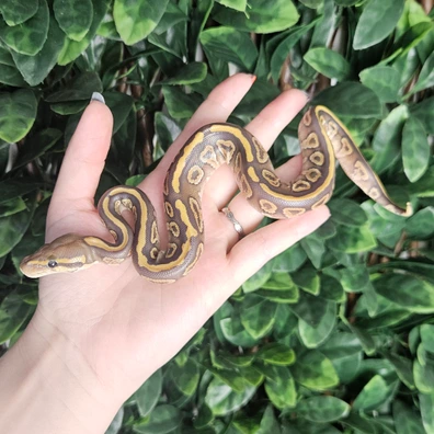 Mojave Hypo Ball Python - female for sale from Eve's Temptations Royal Pythons