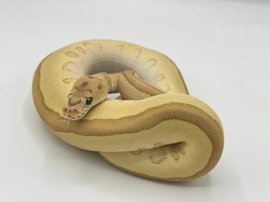 Fire Scarecrow Ball Python by ERSreptiles