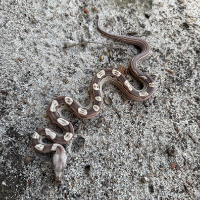 35,000+ Snakes For Sale | MorphMarket