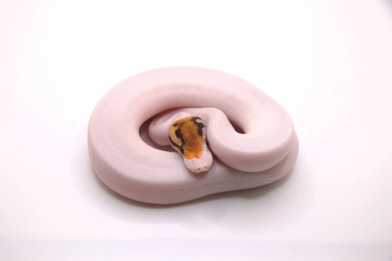 Baker Special Pied Het DG Ball Python by Always Evolving Pythons