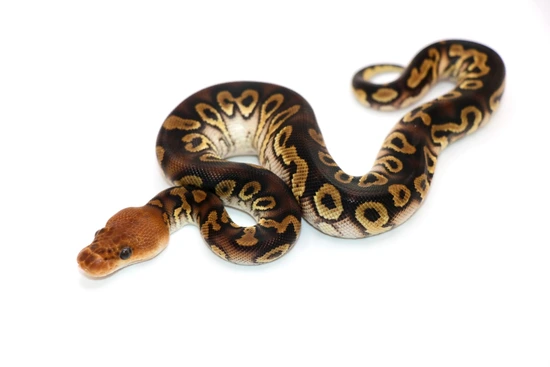 Mahogany Clown Het Sunset Ball Python by Always Evolving Pythons