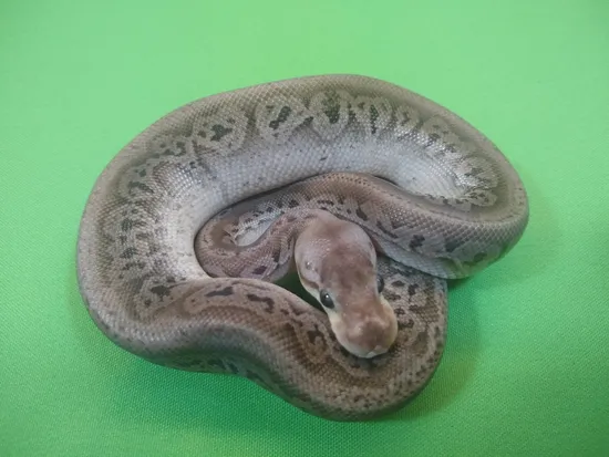 Onyx Pastel Ball Python by Exactly Exotics