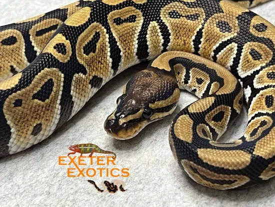 Normal 100% Het Clown 50% Het Desert Ghost Ball Python by Exeter Exotics