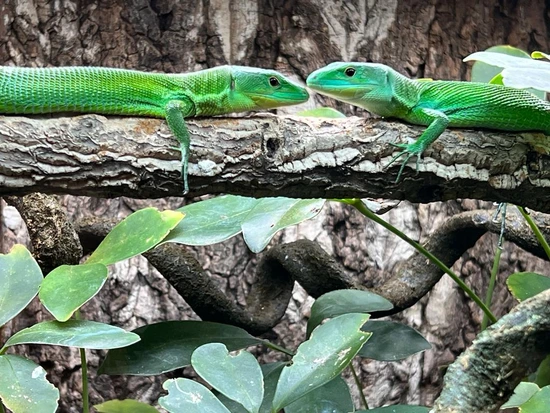 Green Keel-Bellied Lizards (G. Prasina) More Lizard by Exeter Exotics