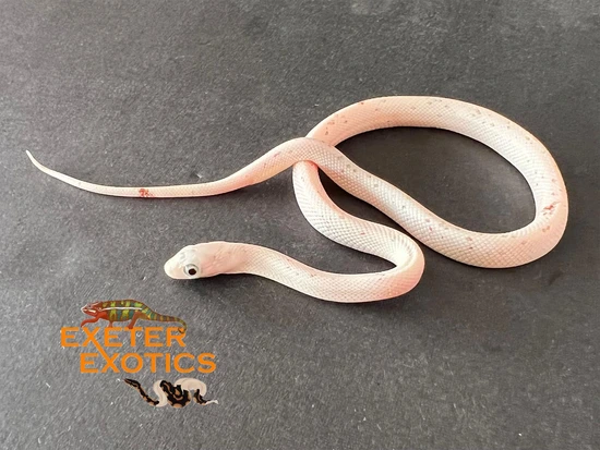 Palmetto 100% Het Hypo 50% Het Cinder Corn Snake by Exeter Exotics