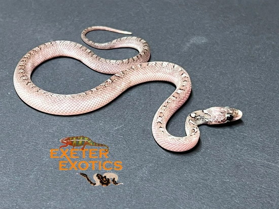 Granite Pied Sided 100% Het Hypo 66% Het Amel Corn Snake by Exeter Exotics