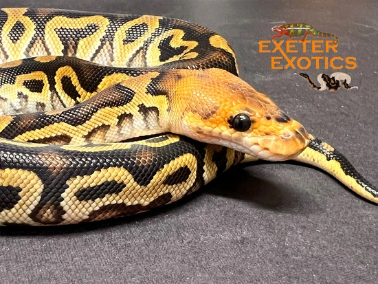 Cypress Clown 50% Het Desert Ghost Ball Python by Exeter Exotics