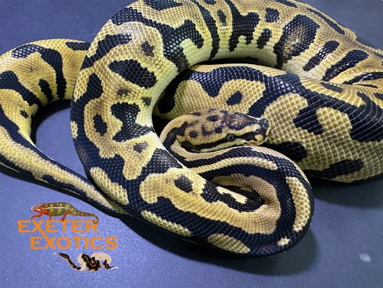 Leopard Spotnose Crypton 50% Het Desert Ghost Ball Python by Exeter Exotics