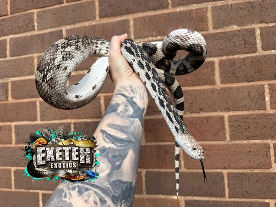 Northern Pine Snake by Exeter Exotics