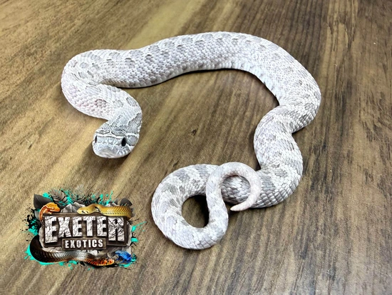 Lavender Western Hognose by Exeter Exotics