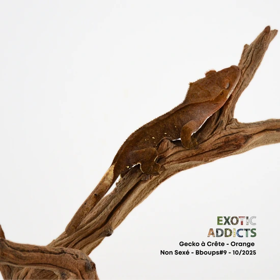 Orange - Crested Gecko