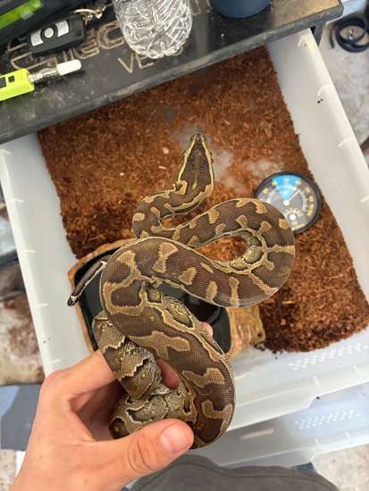 Socialized African Rock Python by Exotic Life Pets