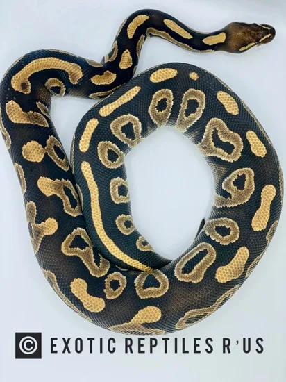 Ready To Breed ‘Black Potion’ Ball Python by Tofauti Royals of Africa