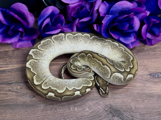 Bamboo Ball Python by Exotics By Witchy