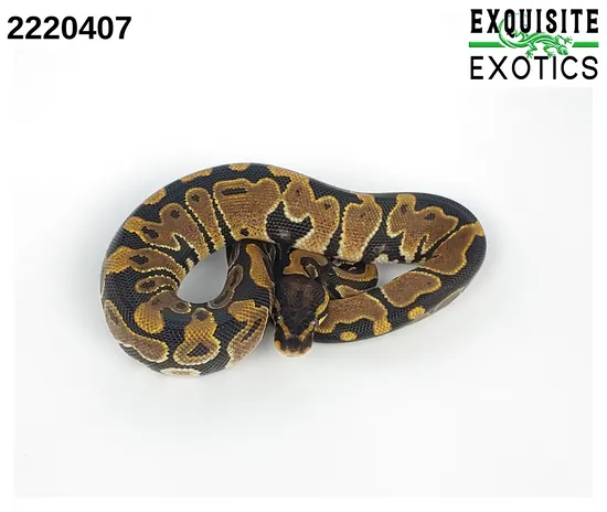 BOGO 50% OFF! DH Hypo Pied Ball Python by Exquisite Exotics LLC