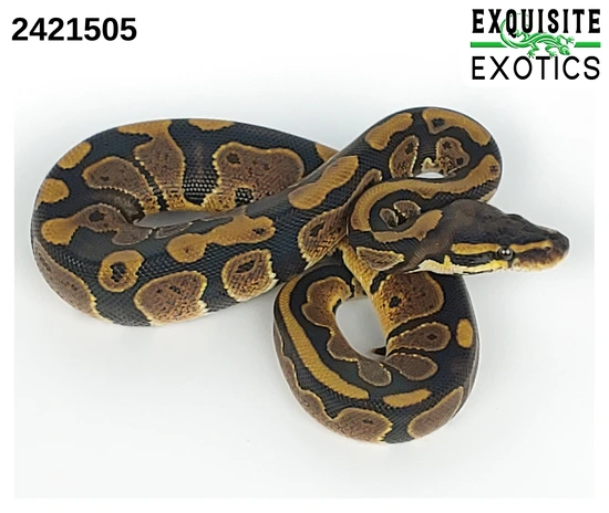 DH Pied Ultramel 50% Het Hypo Ball Python by Exquisite Exotics LLC