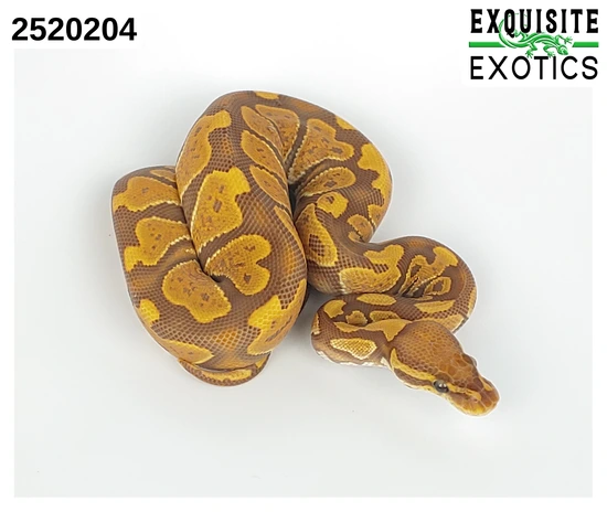 SALE!! Ultramel 66% DH Pied Hypo Ball Python by Exquisite Exotics LLC
