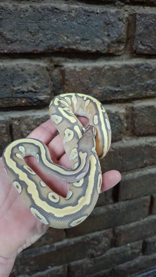 Mojave Yellow Belly Hypo Het Pied Ball Python by Extreme Hypo Royals