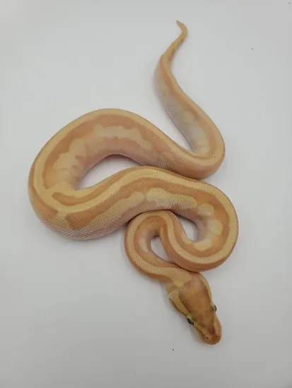 Banana Enchi Brite Lesser 100% Het Piebald Ball Python by EZ Ball Pythons
