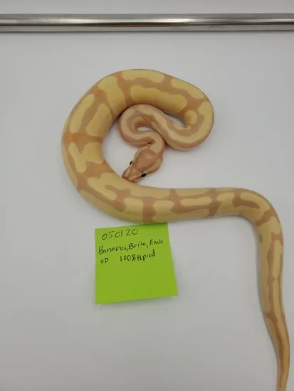 Banana Brite Enchi Orange Dream 100% Het Piebald Ball Python by EZ Ball ...