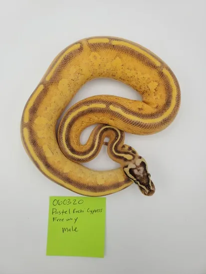 Pastel Enchi Cypress Freeway Ball Python by EZ Ball Pythons