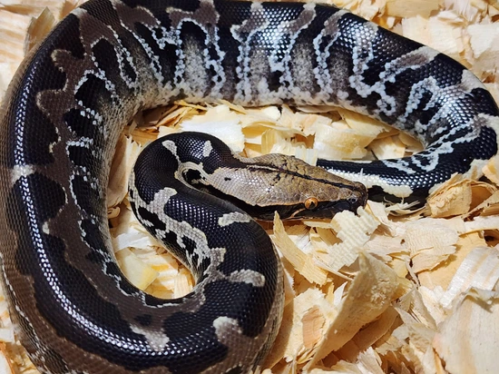 Chrome Southern Sumatran Sumatran Short-Tailed Python by Short-Tailed ...