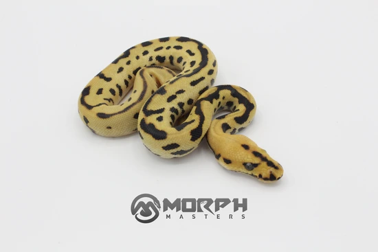 DG Batman Dbl Het Pied Genetic Stripe Ball Python by MorphMasters