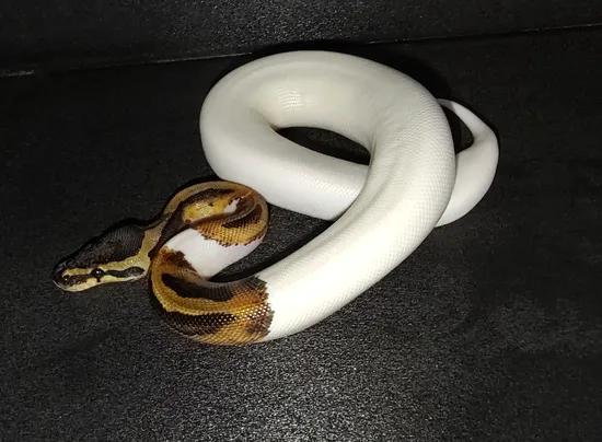 pied ball python by patchwork pythons Images High... Pied Ball Python by FairPlay Pythons, LLC