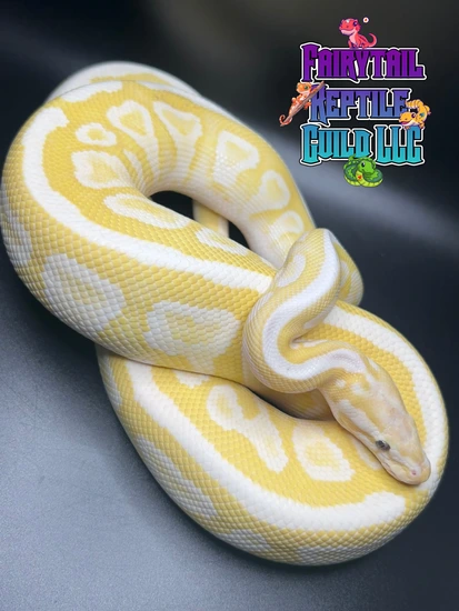 Banana Nuclear Spotnose Ball Python by FairyTail Reptile Guild LLC
