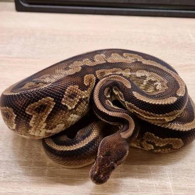 Black Pastel Ghi 100% Het Peibald Ball Python - male for sale from Medusa Syndicate