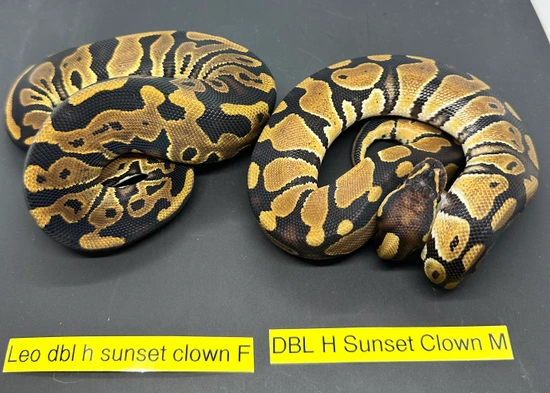 Male & Female 100% Dbl Het Sunset/Clown Ball Python by NYPowerBalls