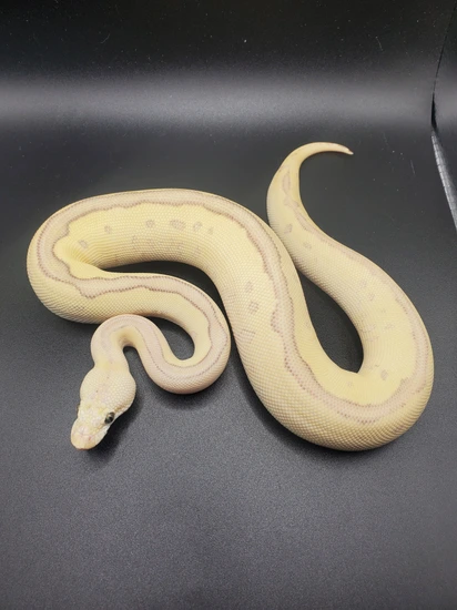 Ball Python Butter Leopard Butter Fire Leopard Blade Clown Ball Python by CS Reptile Exotics
