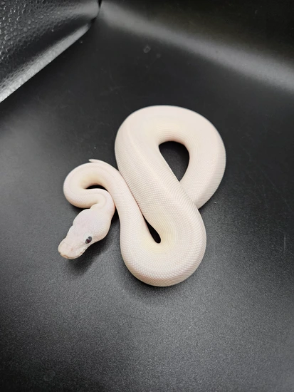 Blue Eyed Leucistic (BEL) Ball Python by CS Reptile Exotics