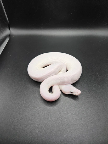 Blue Eyed Lucestic (BEL) Ball Python by CS Reptile Exotics