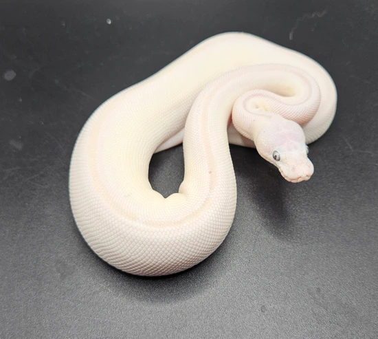 Blue Eyed Leucistic (BEL) Ball Python by CS Reptile Exotics