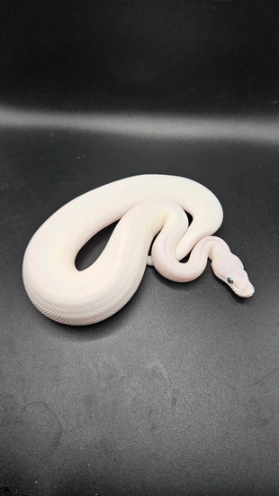 Blue Eyed Leucistic (BEL) Ball Python by CS Reptile Exotics