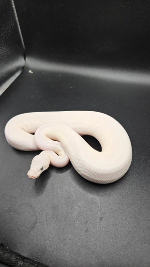 Blue Eyed Leucistic (BEL) Ball Python by CS Reptile Exotics