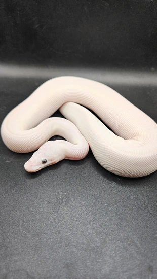Blue Eyed Leucistic (BEL) Ball Python by CS Reptile Exotics
