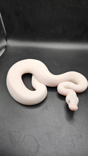 Blue Eyed Leucistic (BEL) Ball Python by CS Reptile Exotics
