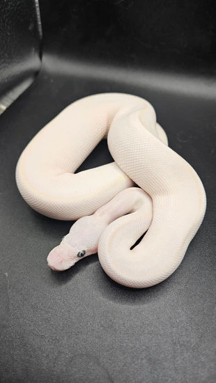 Blue Eyed Leucistic (BEL) Ball Python by CS Reptile Exotics