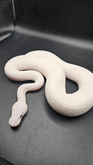 Blue Eyed Leucistic (BEL) Ball Python by CS Reptile Exotics
