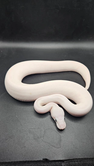 Blue Eyed Leucistic (BEL) Ball Python by CS Reptile Exotics