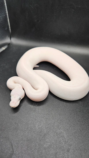 Blue Eyed Leucistic (BEL) Ball Python by CS Reptile Exotics